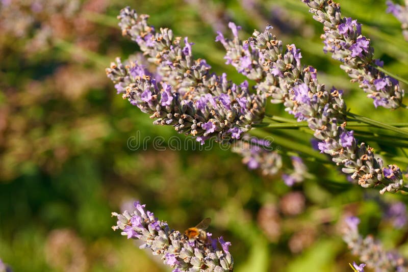 Lavender flowers stock image. Image of ribbon, fragrant 43035707