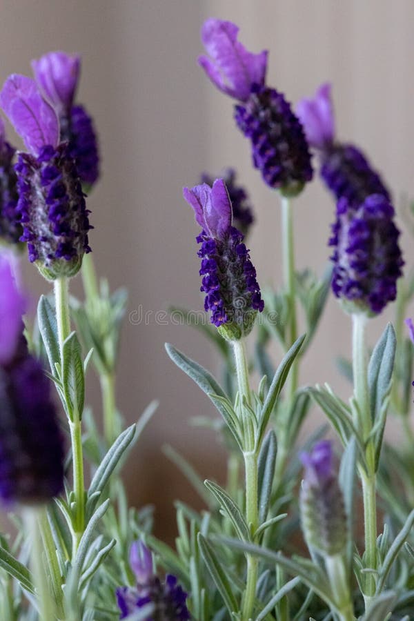 Butterfly Lavender Flowers in Detail Stock Image Image of