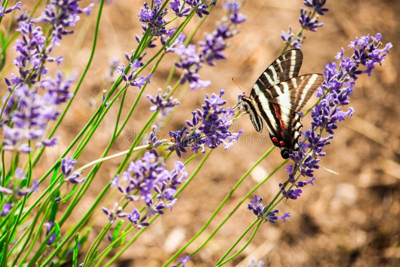 In a lavender farm of Lawrence, Kansas, USA. In a lavender farm of Lawrence, Kansas, USA