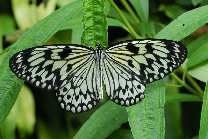 Butterfly on a Leaf