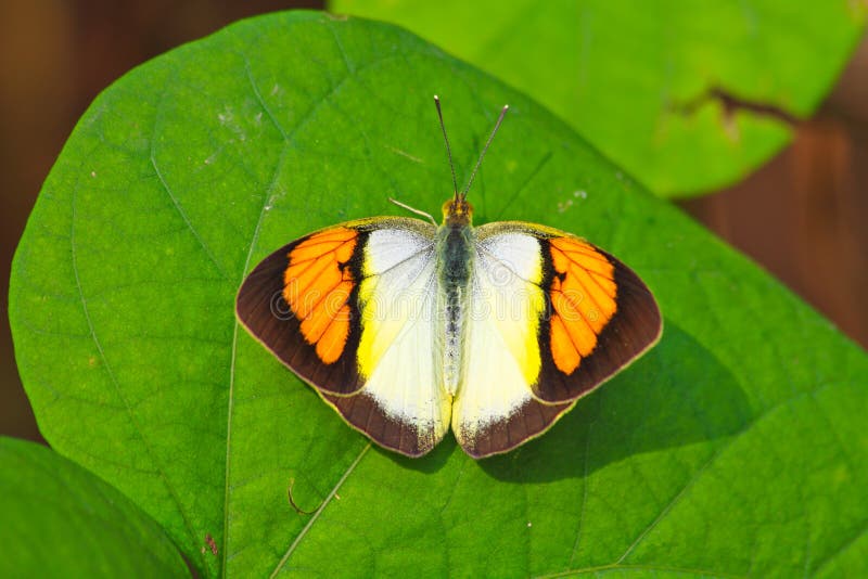 Butterfly on leaf