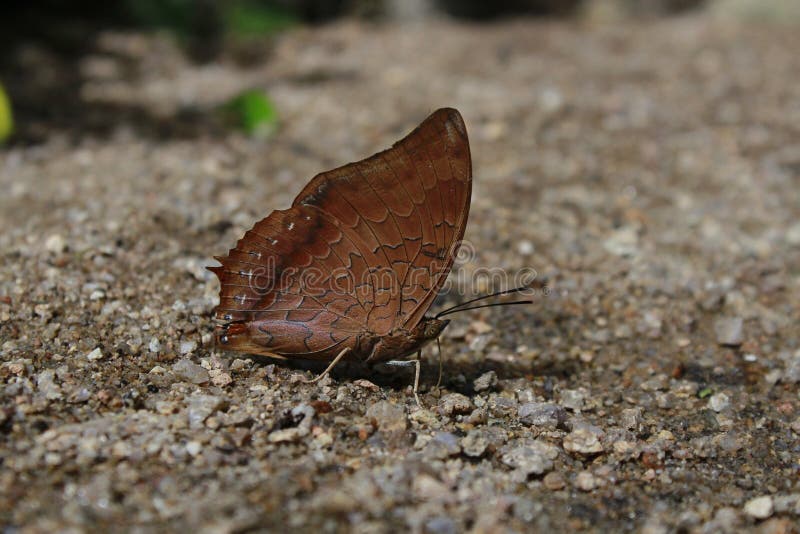 363 Butterfly Catcher Stock Photos - Free & Royalty-Free Stock Photos from  Dreamstime