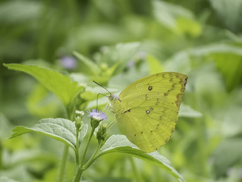Butterfly stock image. Image of wildlife, wings, tentacles 50686679