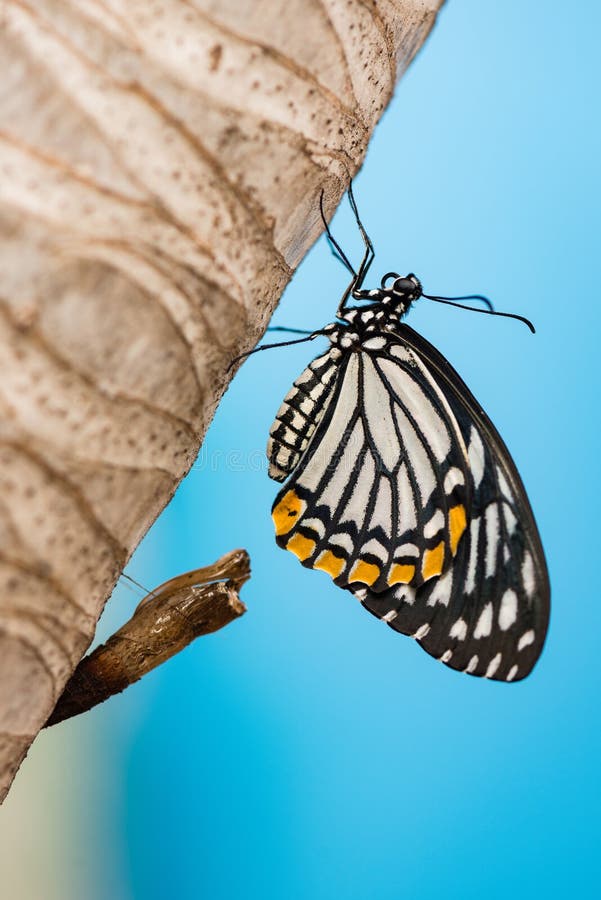 Butterfly Lifecycle