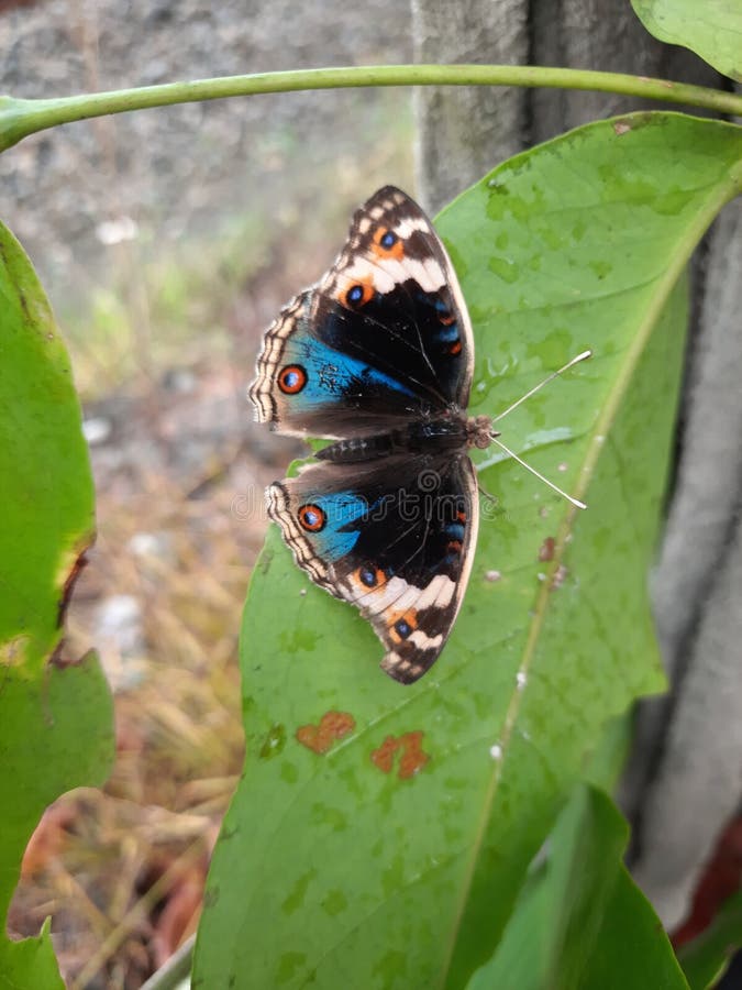 Butterfly like red eyes stock photo. Image of natural 277287428