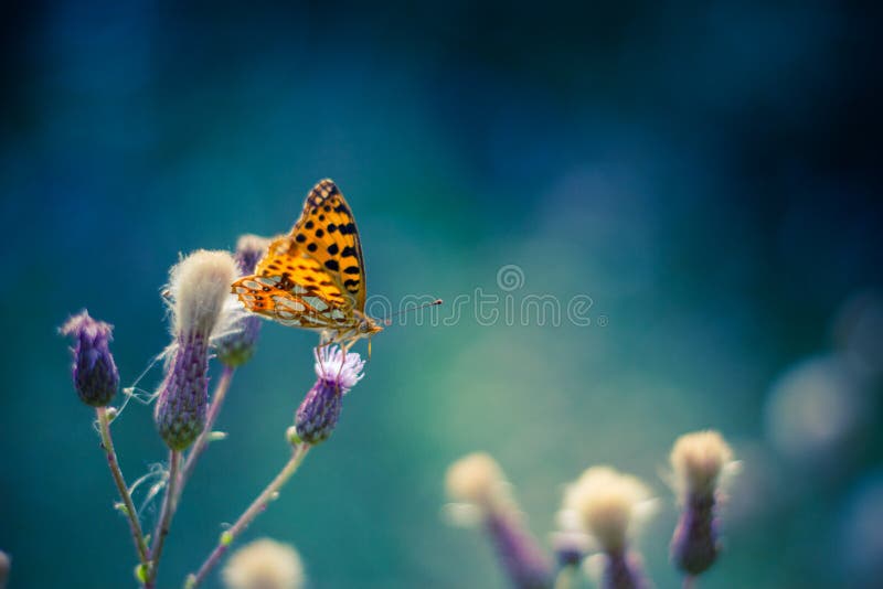 Butterfly on lilac daisy flowers