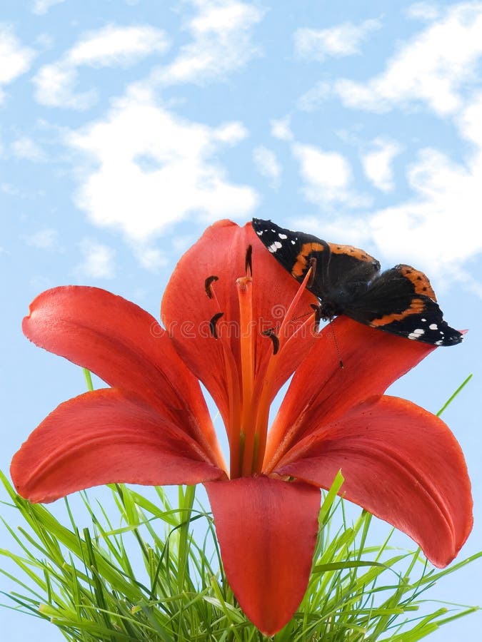 Butterfly on lily