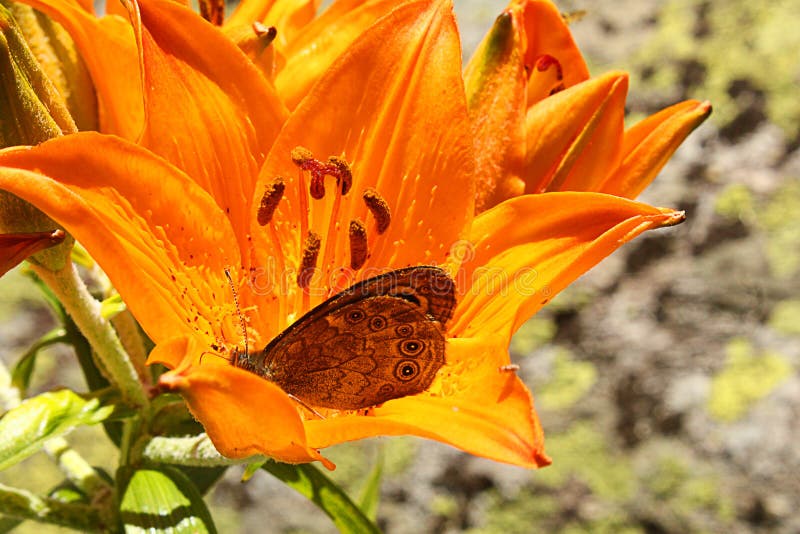 Butterfly on a lily flower stock photography Butterfly on a lily flower stock photography