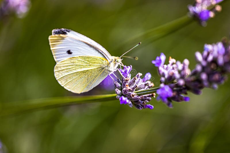 Little Cabbage White Butterfly on a Flower Stock Photo Image of