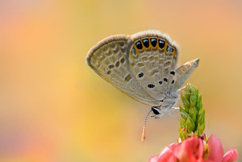 Butterfly love flowers stock photo. Image of floral, decor 76994852