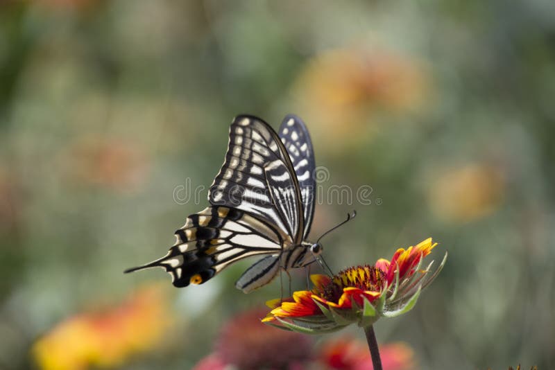 Butterfly love flowers stock image. Image of decoration 76994955