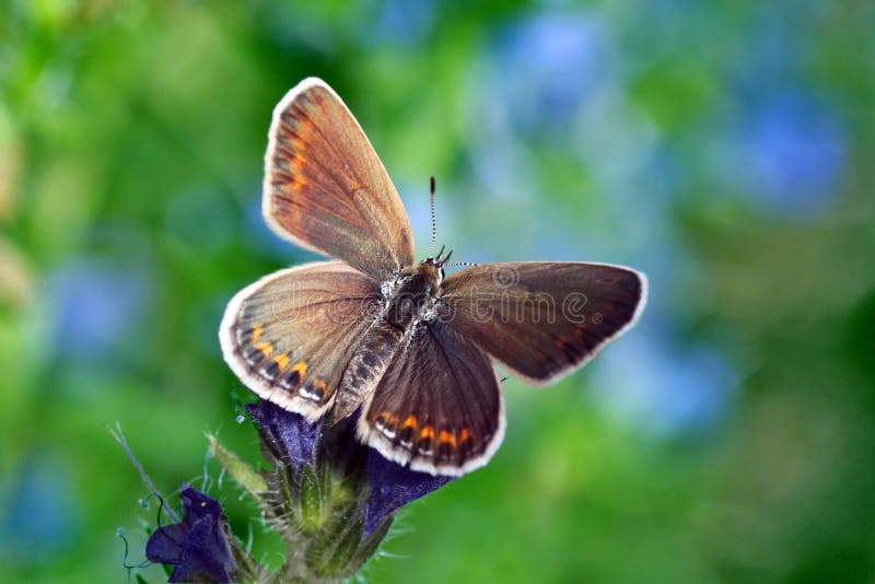 Butterfly (lycaenidae) on wild flower