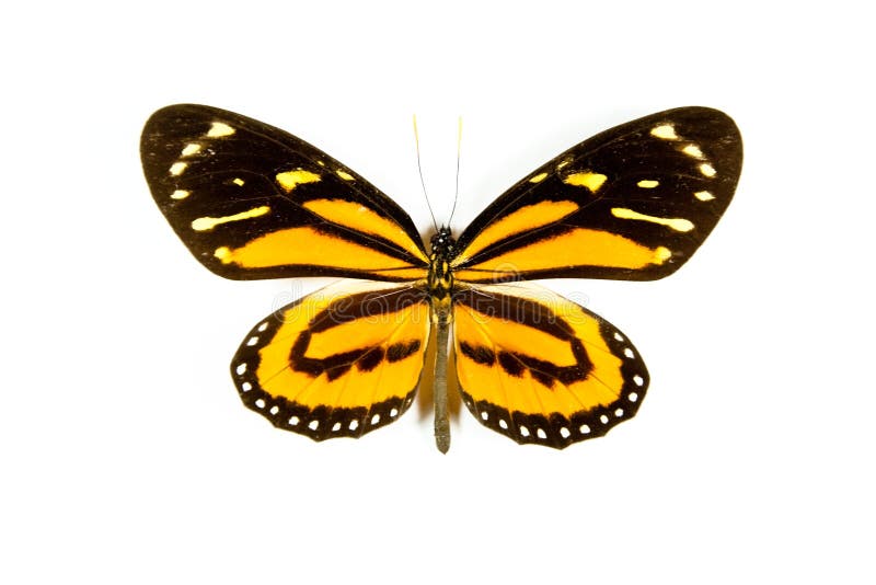 Butterfly Lycorea iclione isolated