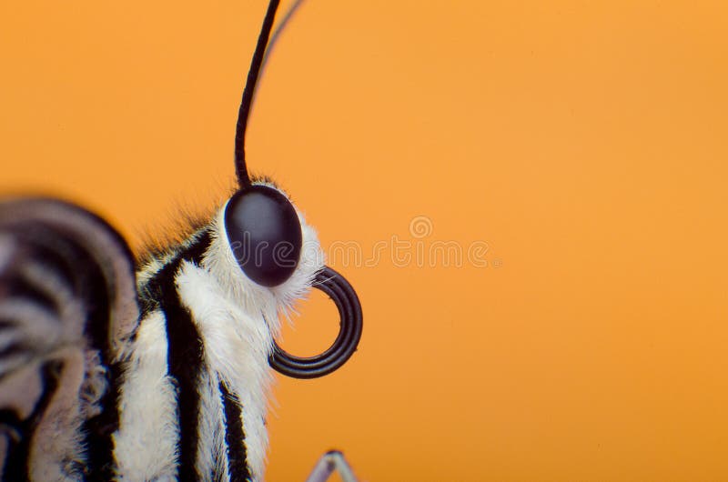 Butterfly macro Colorful background royalty free stock image