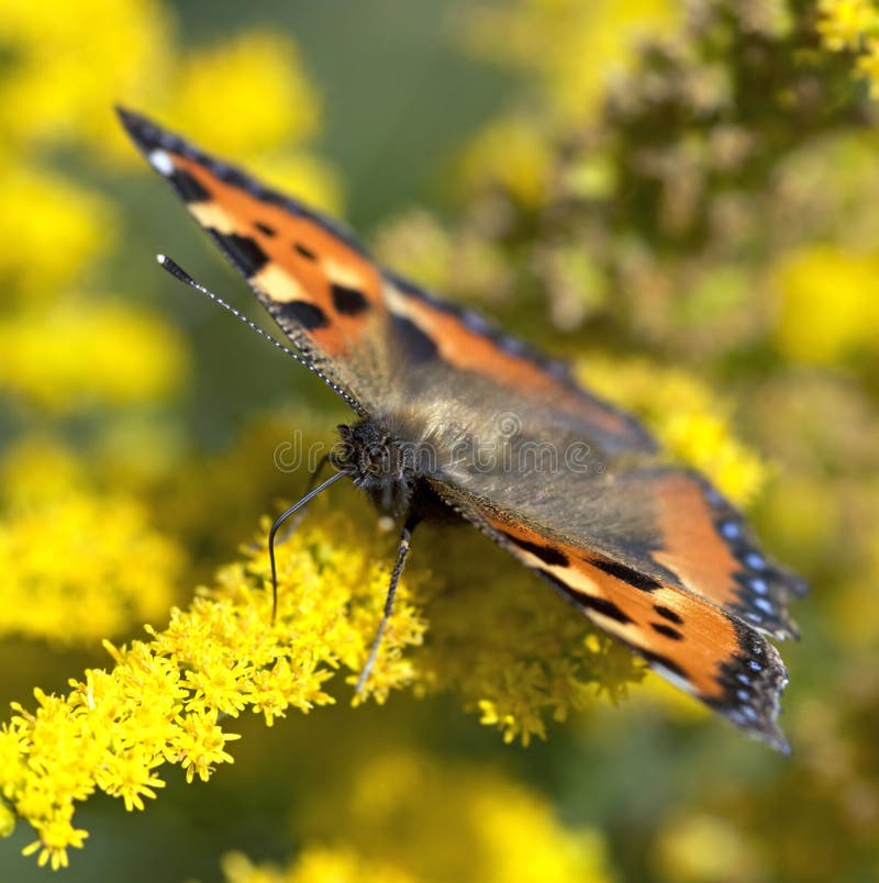 Butterfly macro on flower. European Small Tortoiseshell butterfly (Aglais urticae)