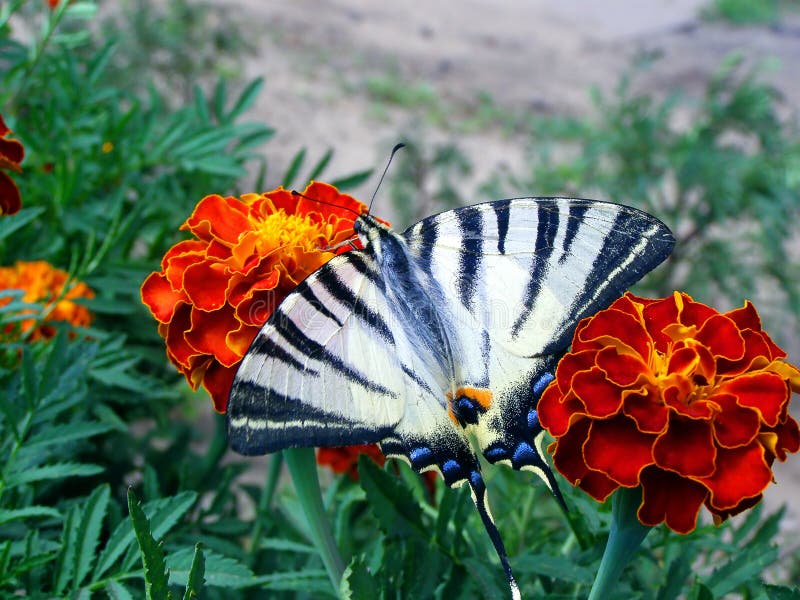 Butterfly on the Marigold