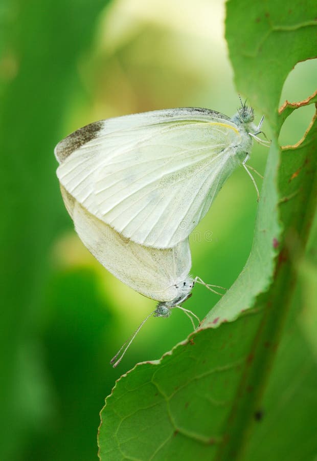 Butterfly mating