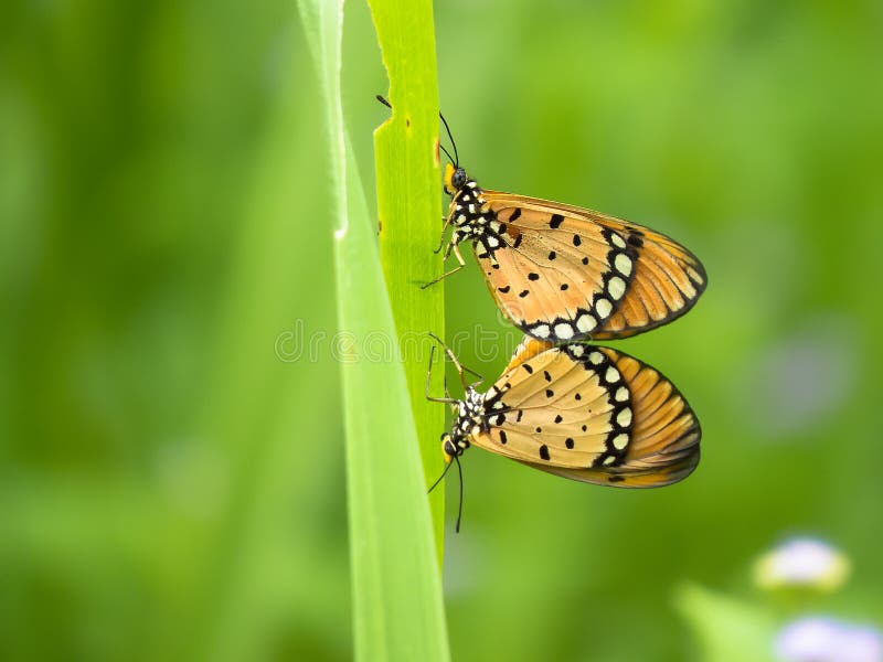 Butterfly stock image. Image of compound, tentacles, wings 50686837