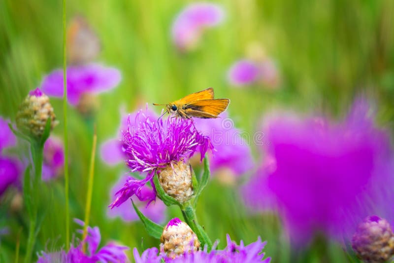 Butterfly on a meadow stock image. Image of bright, color 96185821