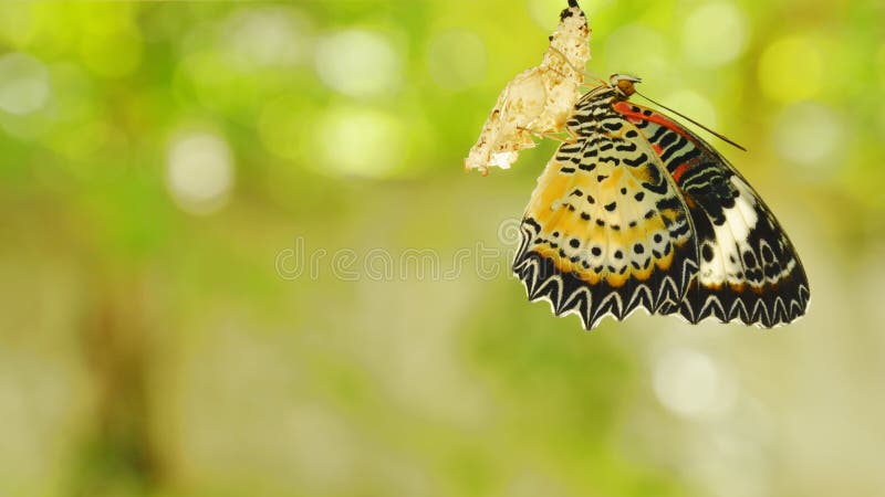 Butterfly metamorphosis from cocoon and prepare to flying on aluminum clothes line in garden