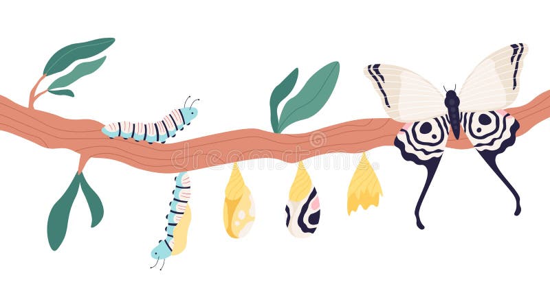 caterpillar butterfly clipart