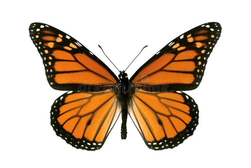 Butterfly, Monarch, Milkweed, Wanderer