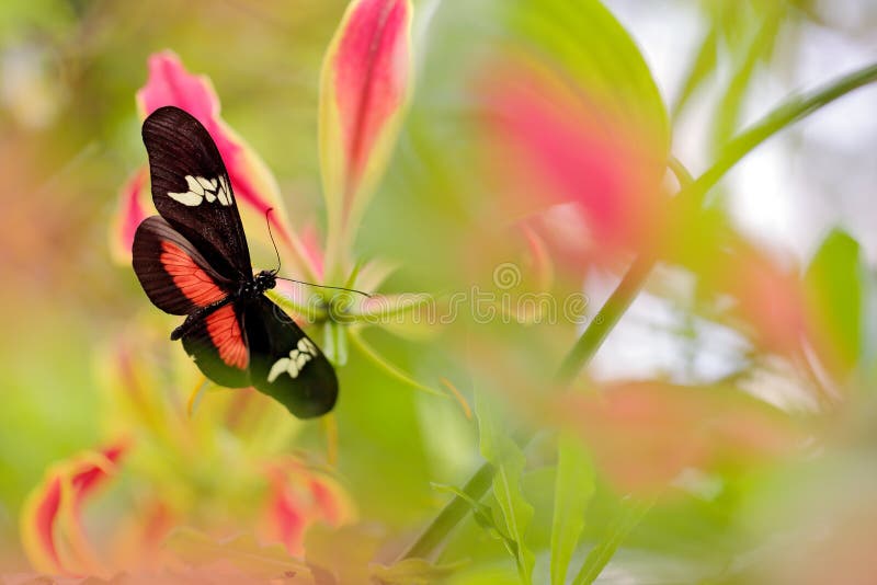 Butterfly Montane Longwing, Heliconius clysonymus, in nature habitat. Nice insect from Panama in the green forest. Butterfly sitti