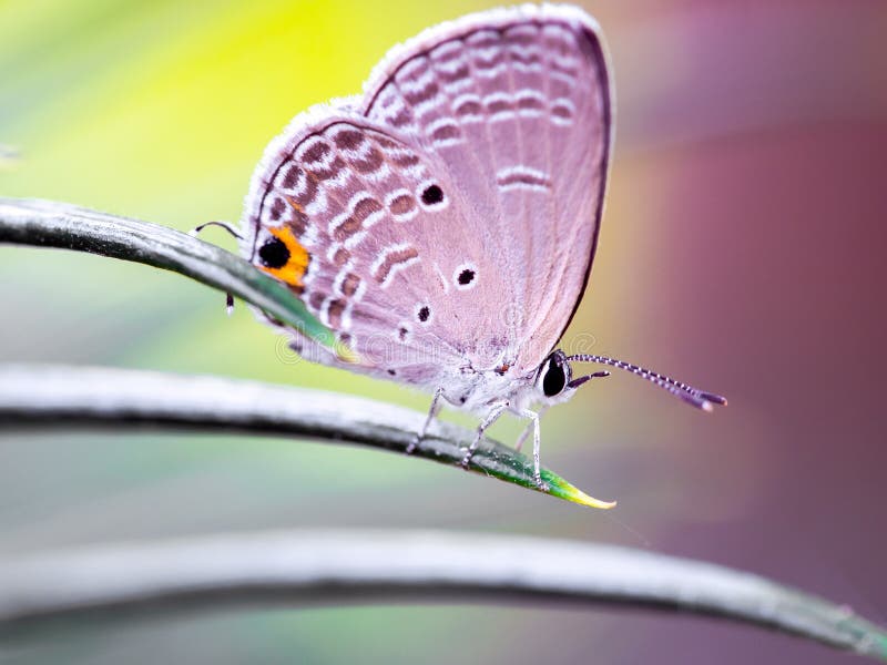 Mariposa es un la mayoría hermoso insectos, vida es un siempre entonces emocionante a fresco.