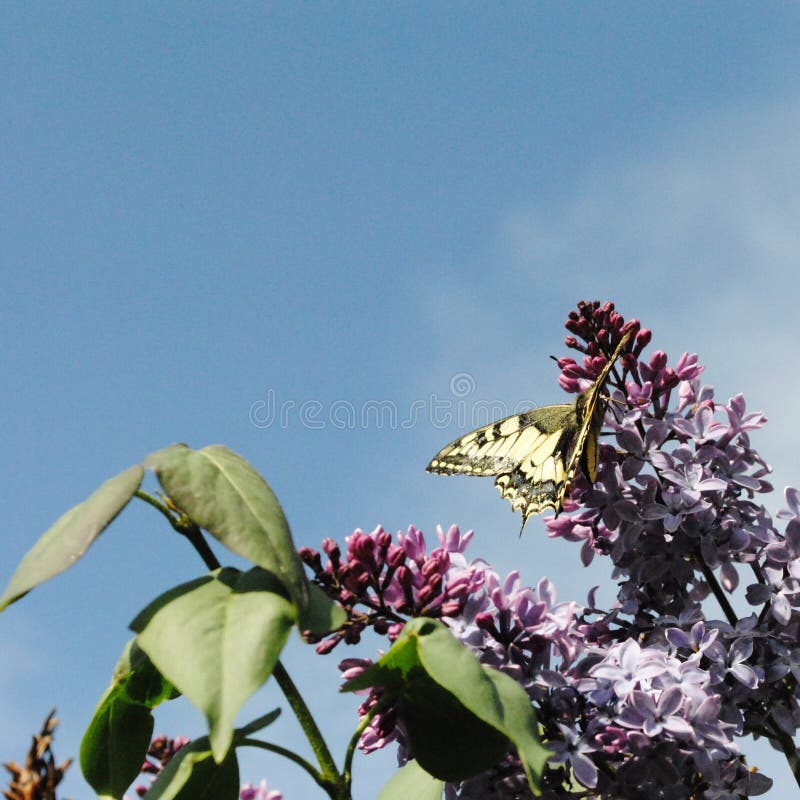 Butterfly Moth Emperor Sitting on the Flower Stock Photo Image of