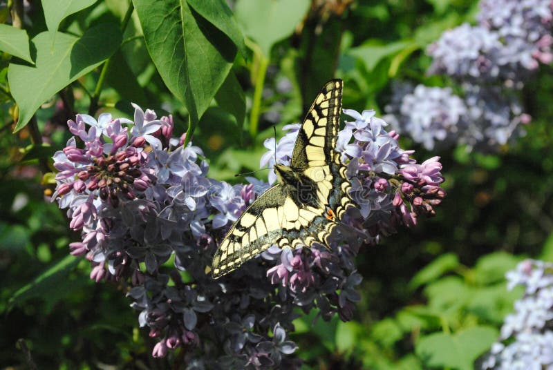 Butterfly Moth Emperor Sitting on the Flower Stock Image Image of