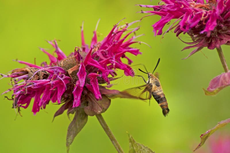Butterfly Moth Feeds Bee Balm Stock Photos Free & RoyaltyFree Stock