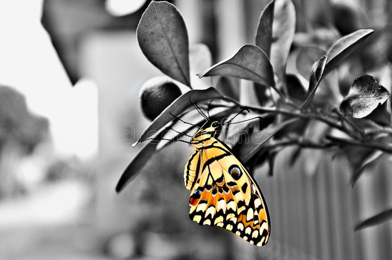 Butterfly, Moths And Butterflies, Black And White, Insect Picture