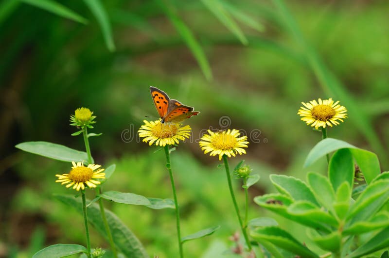 Butterfly flying to flower stock image. Image of plant 8247287
