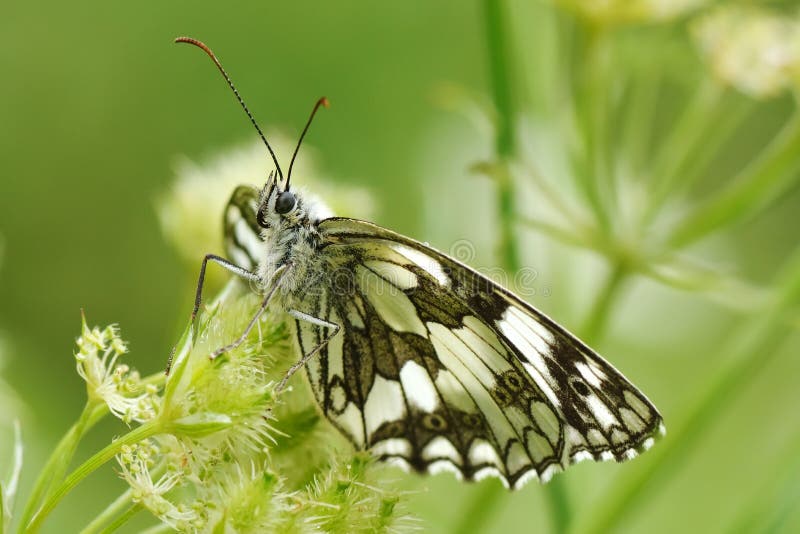 Butterfly in Natural Habitat Stock Photo Image of outdoor, field