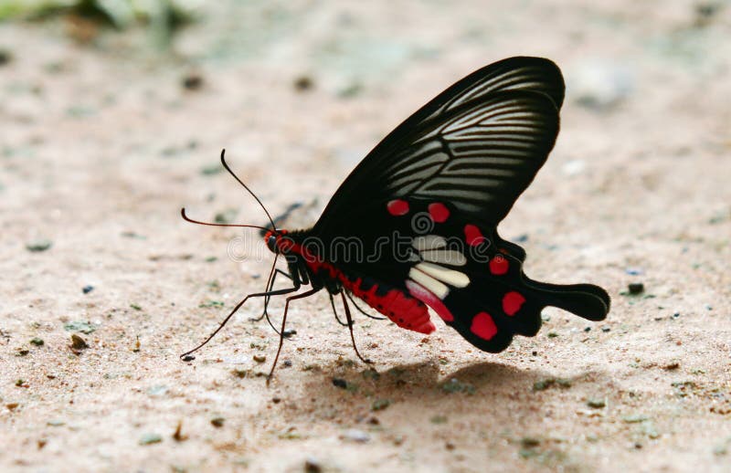 Butterfly of Essan, Northheast Thailand. Butterfly of Essan, Northheast Thailand