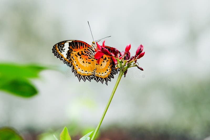 Butterfly nectar. stock photo. Image of magnificent, looking 37838946