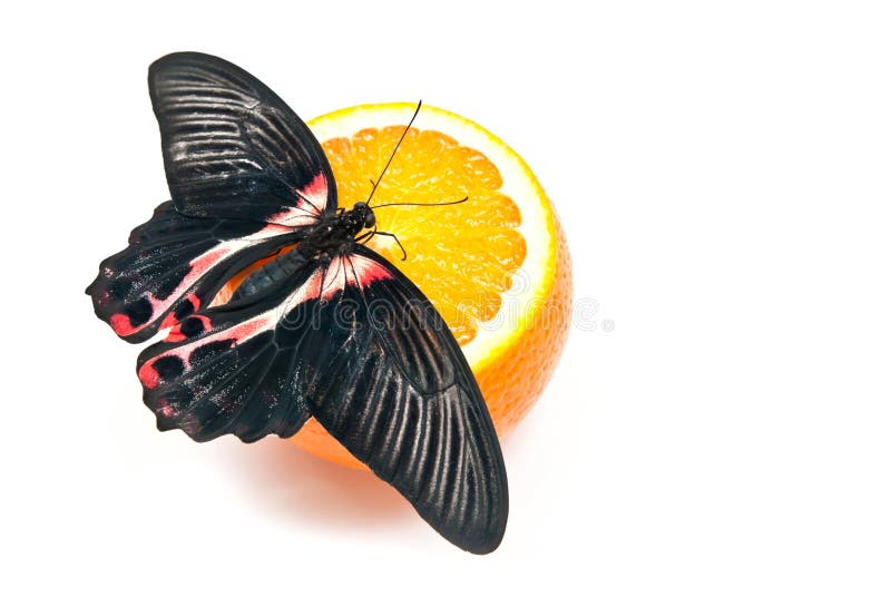 Butterfly on orange