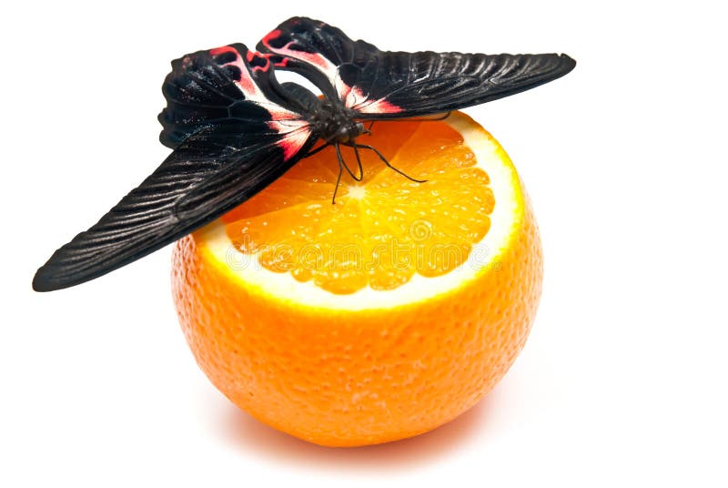 Butterfly on orange