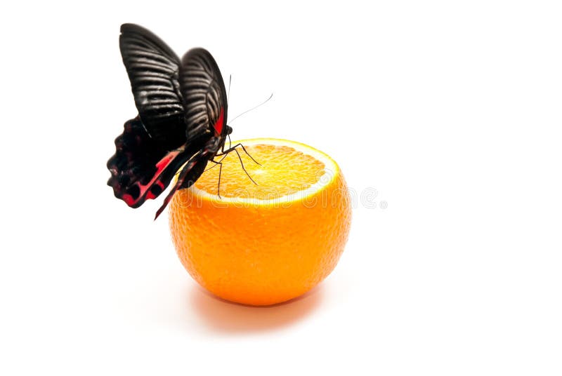 Butterfly on orange stock image. Image of feeding, butterfly 16989121