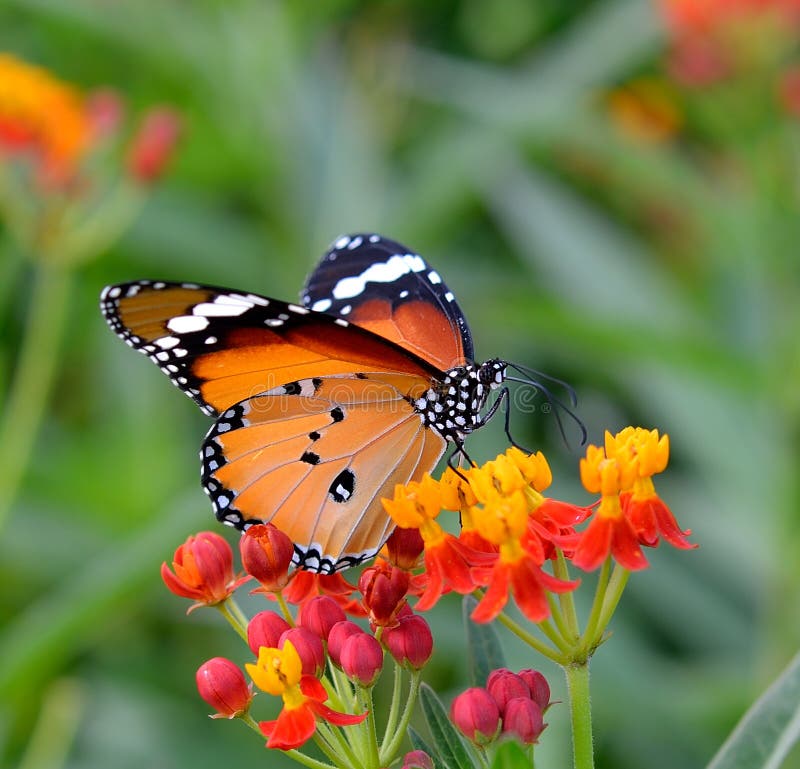 Butterfly on orange flower stock photo. Image of natural 40508252