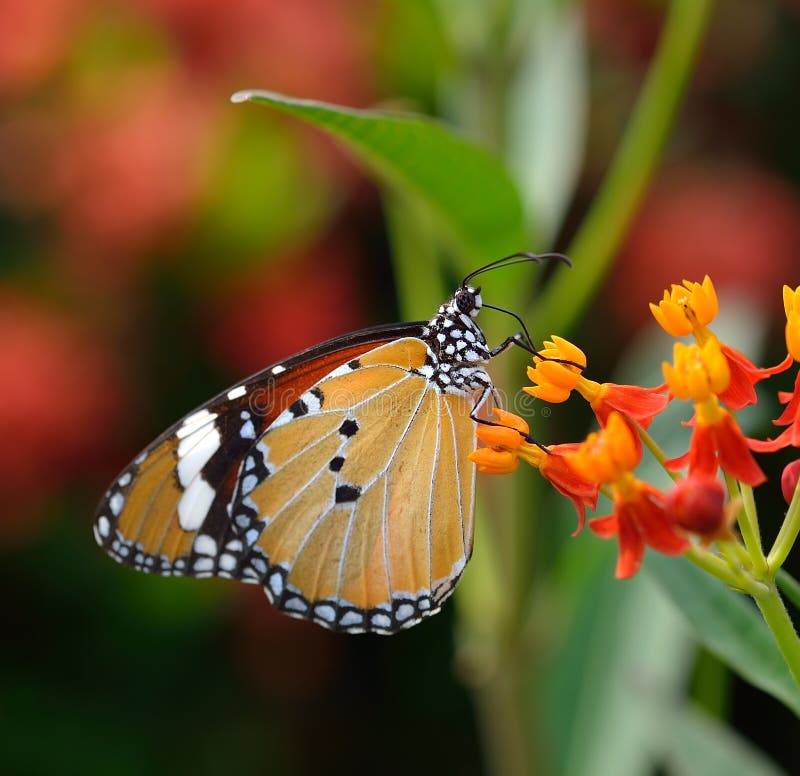 Butterfly on orange flower stock photo. Image of natural 40508252