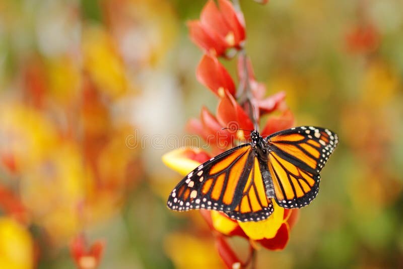 Butterfly in orange flowers. Monarch, Danaus plexippus, butterfly in nature habitat. Nice insect from Mexico. Butterfly in the gre