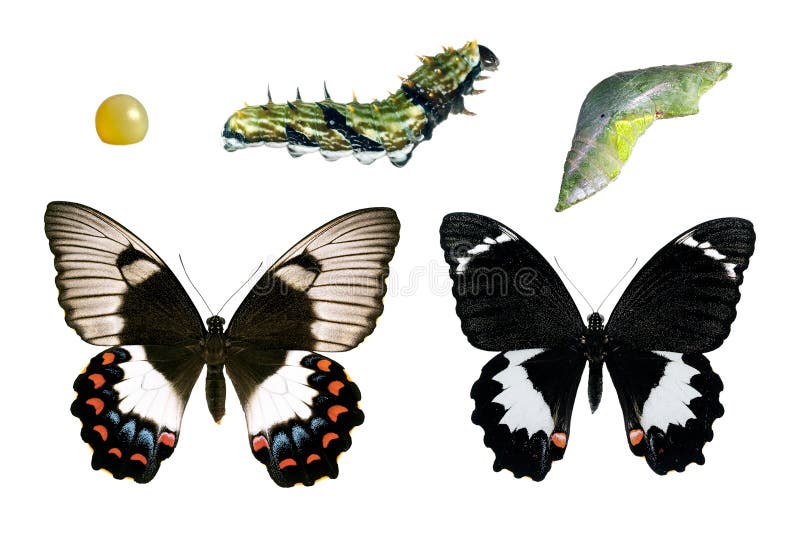 Butterfly, Orchard Swallowtail, Papilio Aegeus, life-cycle stages showing male and female butterfly. Butterfly, Orchard Swallowtail, Papilio Aegeus, life-cycle stages showing male and female butterfly