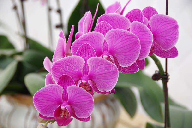 Butterfly Orchid stock image. Image of orchidacean, cymbidium 85547501