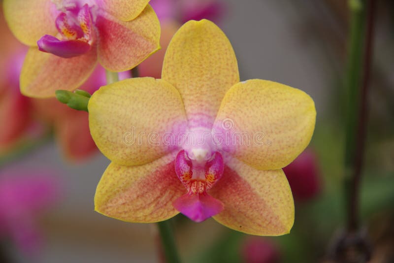 Butterfly Orchid stock image. Image of plants, festival 85964261