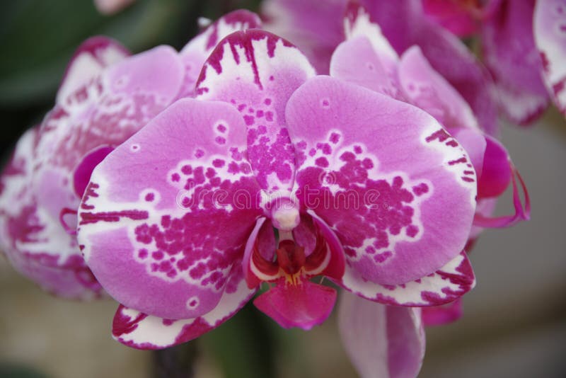 Butterfly Orchid stock photo. Image of green, phalaenopsis 85964384