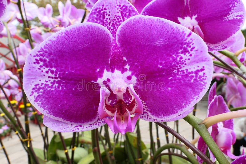 Butterfly orchid stock photo. Image of blossoming, beautiful 123019714