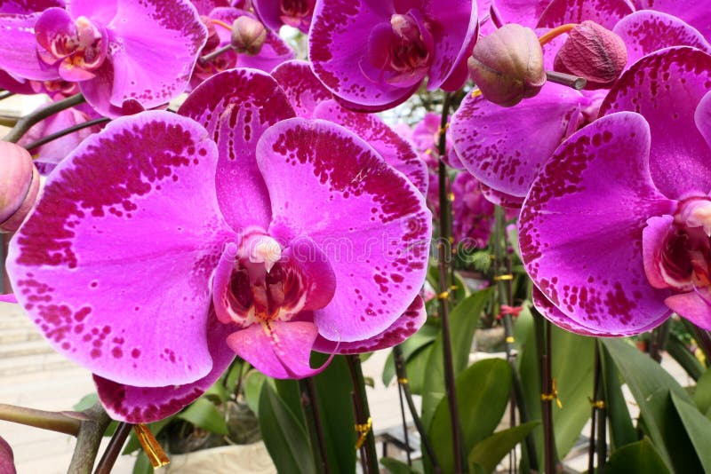 Butterfly on Orchid stock photo. Image of butterflies 6541464