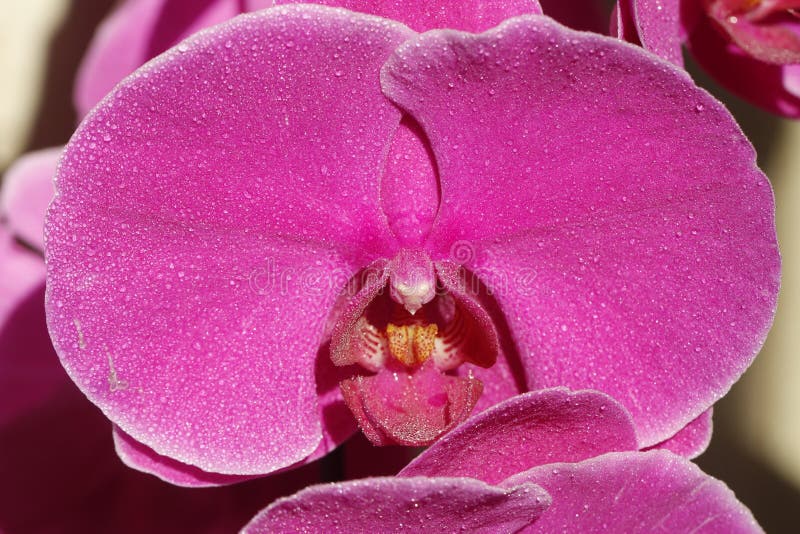 Butterfly Orchid is the Interpreted Name of a Simple Phalaenopsis.Â