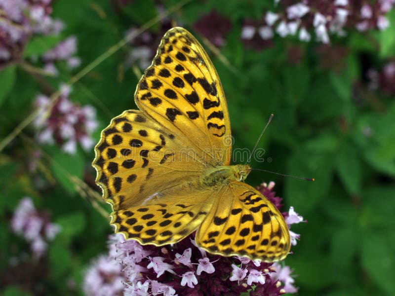 Butterfly on oregano flowers